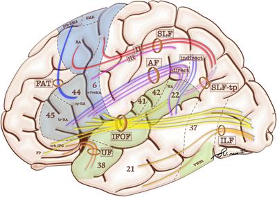 Understanding Language Reorganization With Neuroimaging: How Language Adapts to Different Focal Lesions and Insights Into Clinical Applications